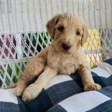 Labradoodle Puppy Livvy