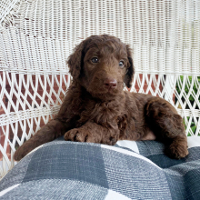Labradoodle Puppy Lulu