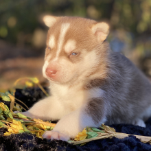 Pomsky Puppy Gilded