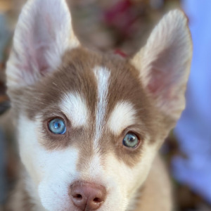 Pomsky Puppy Gilded