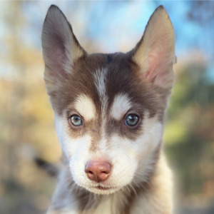 Pomsky Puppy Gilded
