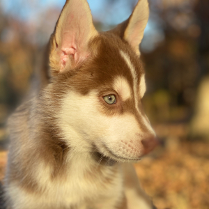 Pomsky Puppy Gilded