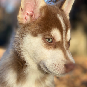 Pomsky Puppy Gilded