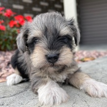 Miniature Schnauzer Puppy Beauty