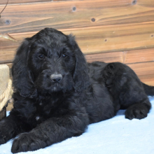 Labradoodle Puppy Chief