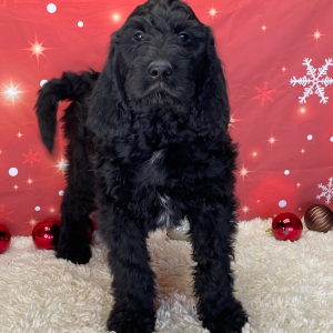 Labradoodle Puppy Chief