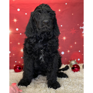 Labradoodle Puppy Chief