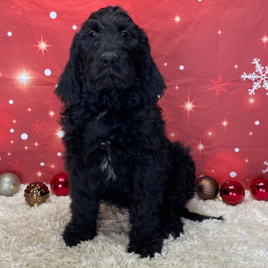 Labradoodle Puppy Chief