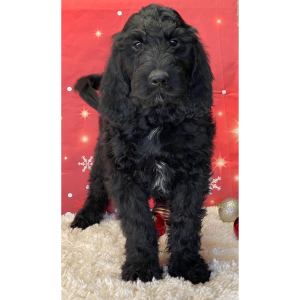 Labradoodle Puppy Chief