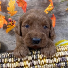 Goldendoodle Puppy Zuri