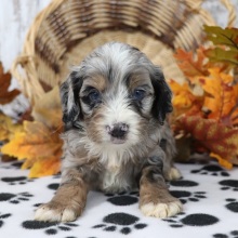 Cockapoo Puppy Archie