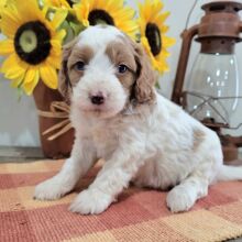Goldendoodle Puppy Laken