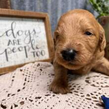 Labradoodle Puppy Red