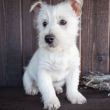 West Highland White Terrier Puppy Carl