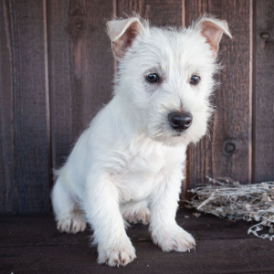 West Highland White Terrier Puppy Carl