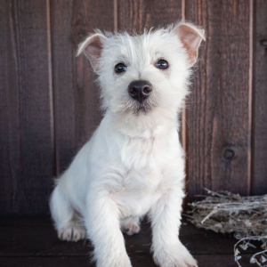 West Highland White Terrier Puppy Carl