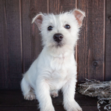 West Highland White Terrier Puppy Carl