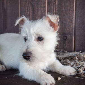 West Highland White Terrier Puppy Carl