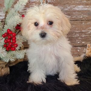 Maltipoo Puppy Sam