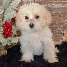Maltipoo Puppy Sam