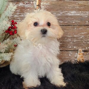 Maltipoo Puppy Sam