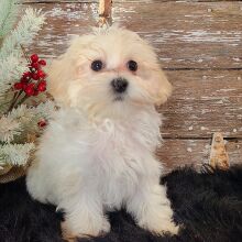 Maltipoo Puppy Sam