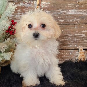 Maltipoo Puppy Sam
