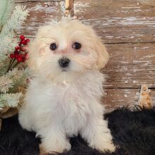 Maltipoo Puppy Sam