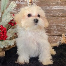 Maltipoo Puppy Sam