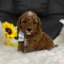 Goldendoodle Puppy Braidy
