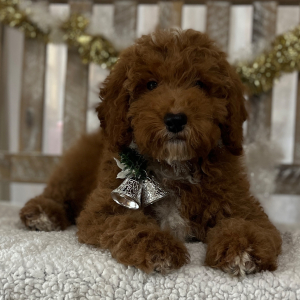 Goldendoodle Puppy Braidy