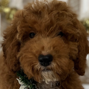 Goldendoodle Puppy Braidy