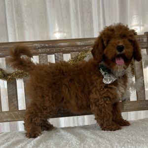 Goldendoodle Puppy Braidy