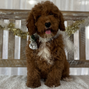 Goldendoodle Puppy Braidy
