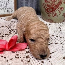 Labradoodle Puppy Marlee