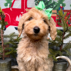 Labradoodle Puppy Marlee