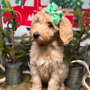 Labradoodle Puppy Marlee