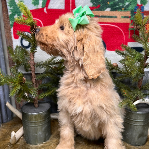 Labradoodle Puppy Marlee