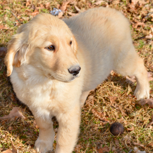 Golden Retriever Puppy Sophia