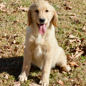 Golden Retriever Puppy Sophia
