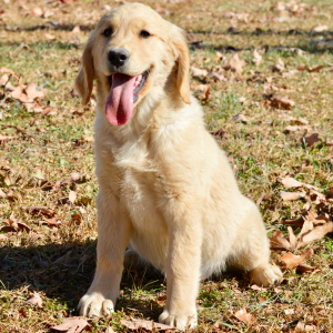 Golden Retriever Puppy Sophia