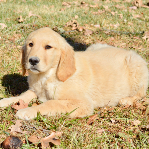 Golden Retriever Puppy Sophia
