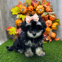 Havapoo Puppy Nola
