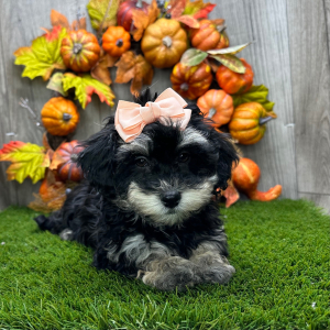 Havapoo Puppy Nola