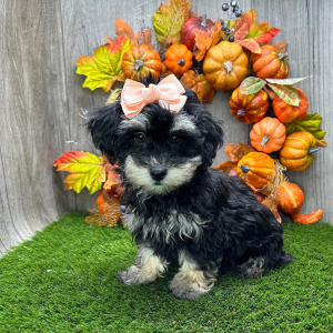 Havapoo Puppy Nola