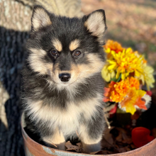 Pomsky Puppy Timber