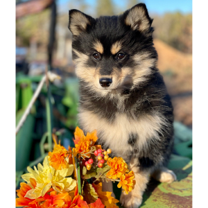 Pomsky Puppy Timber