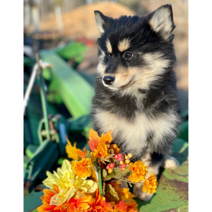 Pomsky Puppy Timber
