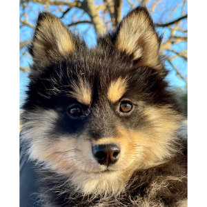 Pomsky Puppy Timber
