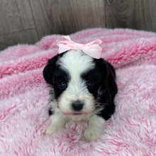Havanese Puppy Taffy